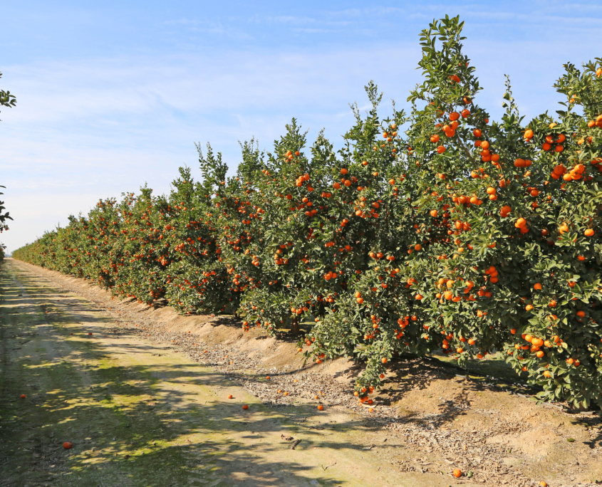 Rows of Citrus in Anza-Borrego